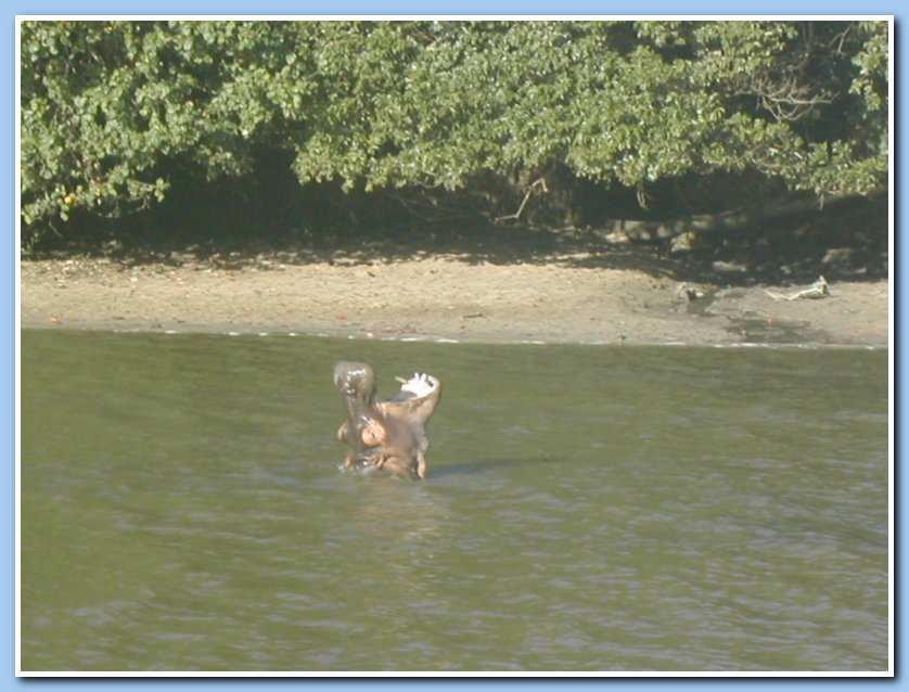 Hippo yawn